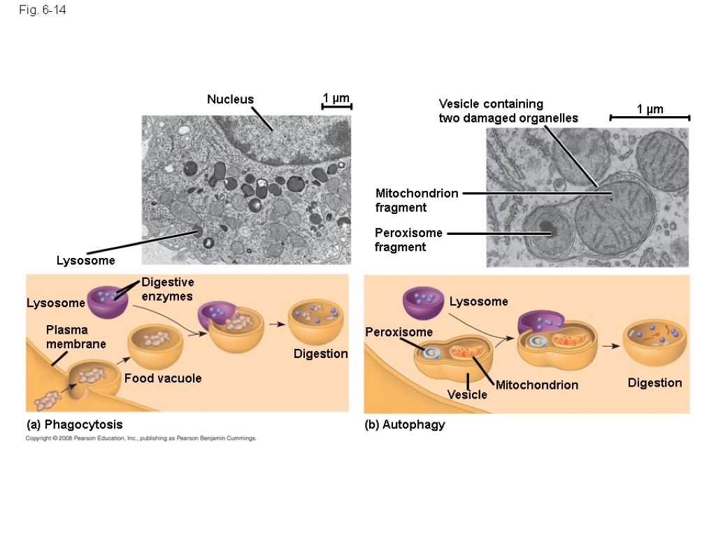 Fig. 6-14 Nucleus 1 µm Lysosome Digestive enzymes Lysosome Plasma membrane Food vacuole (a)